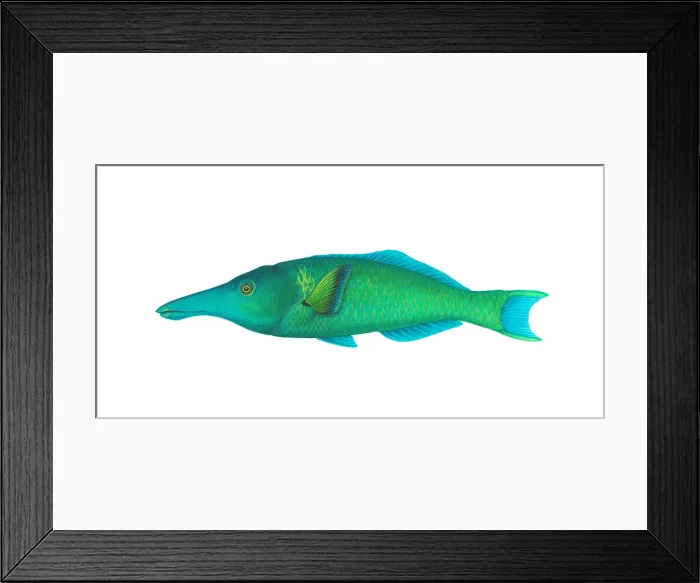 Framed Print : Green Bird Wrasse (Gomphosus varius) Framed Print : Green Bird Wrasse (Gomphosus varius)