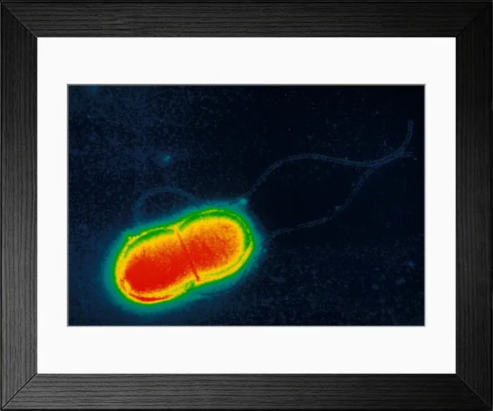 Framed Print : Escherichia coli Framed Print : Escherichia coli