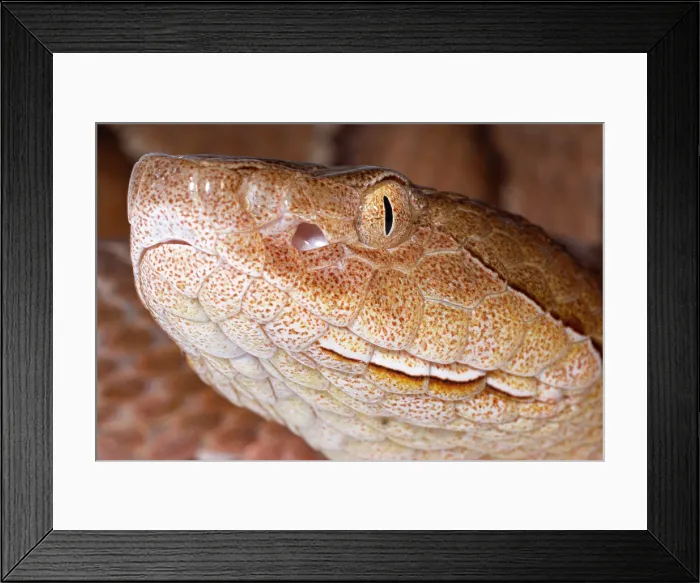 Framed Print : Copperhead, Agkistrodon contortrix Framed Print : Copperhead, Agkistrodon contortrix