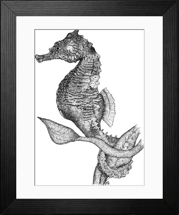 Framed Print : Dwarf Seahorse Framed Print : Dwarf Seahorse