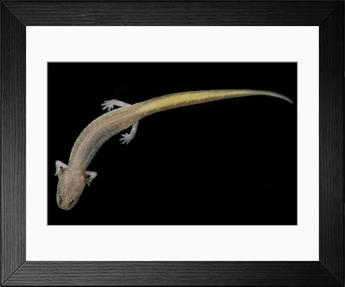 Framed Print : Grotto Salamander, Eurycea spelaea