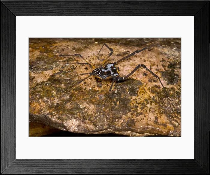 Framed Print : Colorful Harvestman