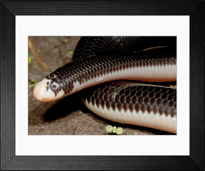 Framed Print : Worm Snake Framed Print : Worm Snake