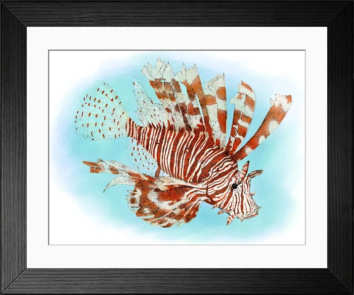 Framed Print : Red Lionfish