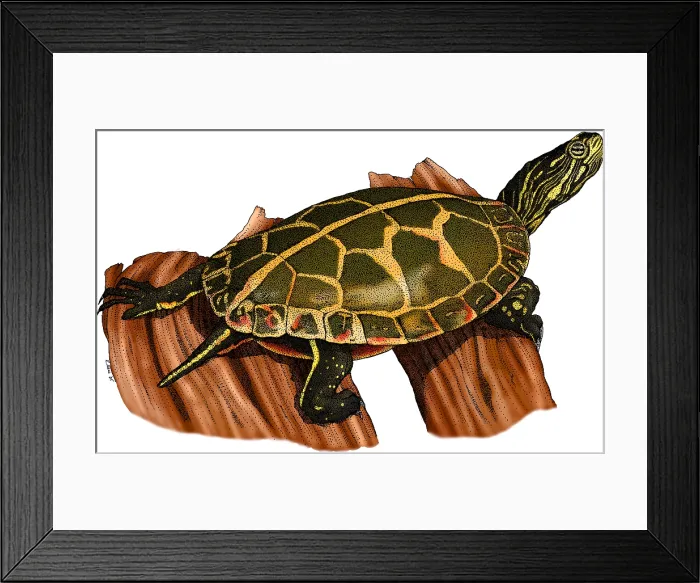 Framed Print : Southern Painted Turtle Framed Print : Southern Painted Turtle