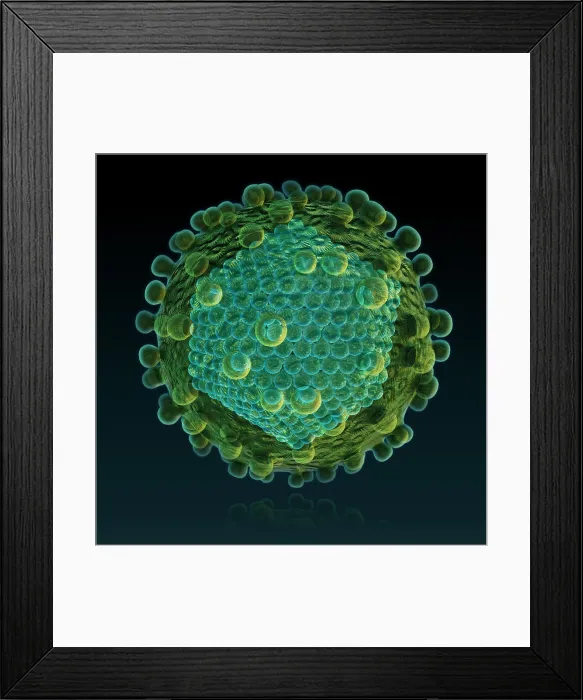 Framed Print : Hepatitis C Virus Framed Print : Hepatitis C Virus