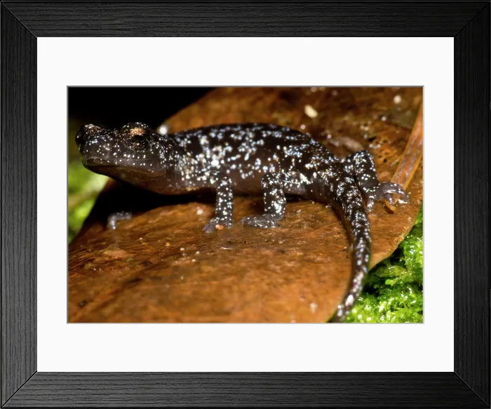 Framed Print : Juvenile Santa Cruz Black Salamander (Aneides niger) Framed Print : Juvenile Santa Cruz Black Salamander (Aneides niger)