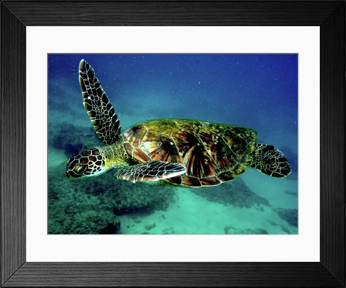 Framed Print : Green Sea Turtle (Chelonia mydas) Framed Print : Green Sea Turtle (Chelonia mydas)