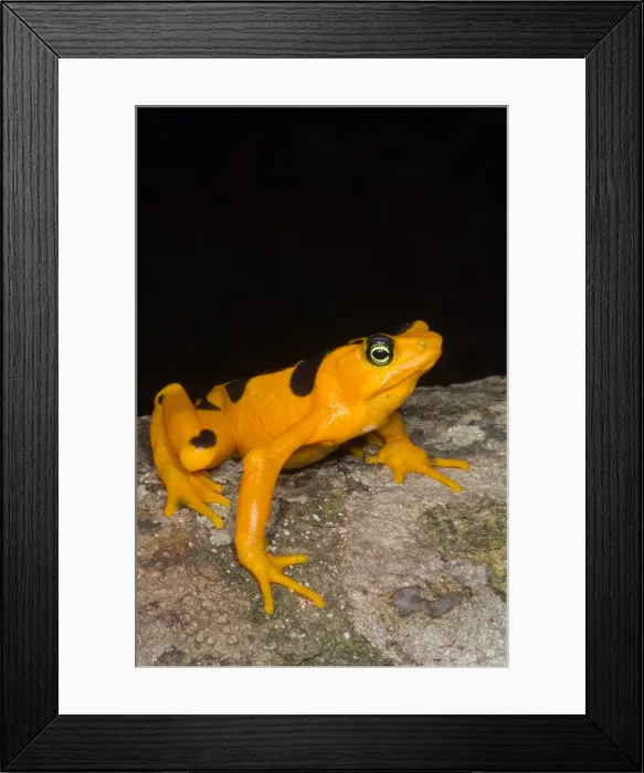 Framed Print : Harlequin Toad Framed Print : Harlequin Toad