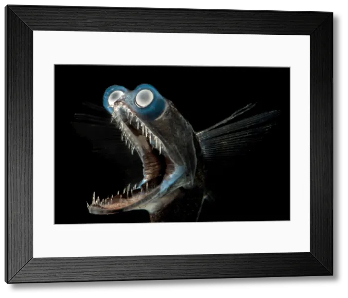 Framed Print : Telescopefish (Gigantura sp.)