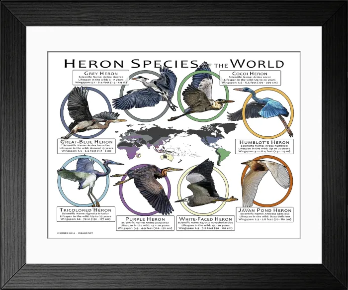 Framed Print : Heron Species of the World