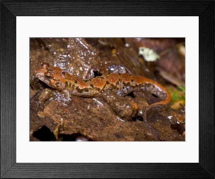 Framed Print : Ocoee Salamander Framed Print : Ocoee Salamander