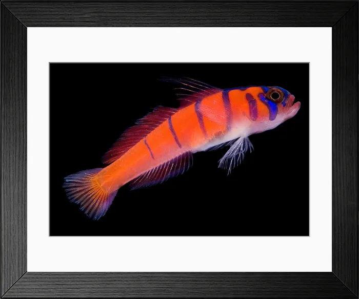 Framed Print : Catalina Goby Framed Print : Catalina Goby