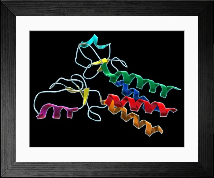 Framed Print : BRCA1, Molecular Model Framed Print : BRCA1, Molecular Model
