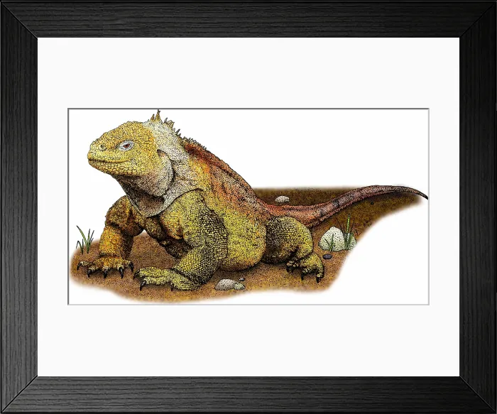 Framed Print : Galapagos land iguana