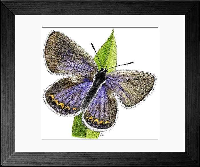 Framed Print : Karner Blue Butterfly Framed Print : Karner Blue Butterfly