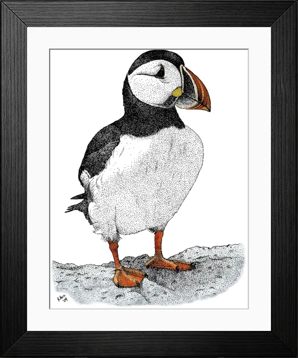 Framed Print : Atlantic Puffin