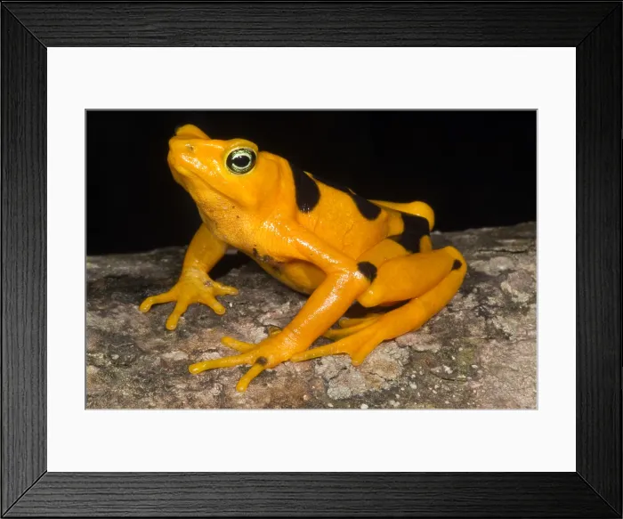 Framed Print : Harlequin Toad Framed Print : Harlequin Toad