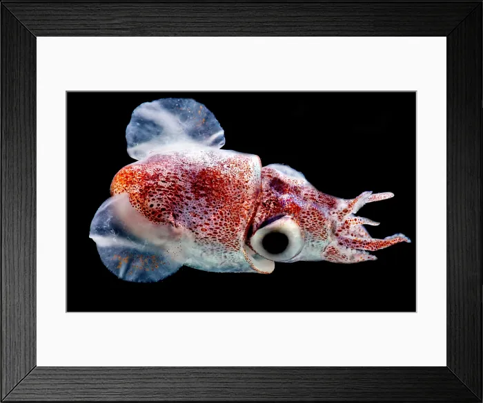 Framed Print : Bobtail Squid (Heteroteuthis dagamensis) Framed Print : Bobtail Squid (Heteroteuthis dagamensis)