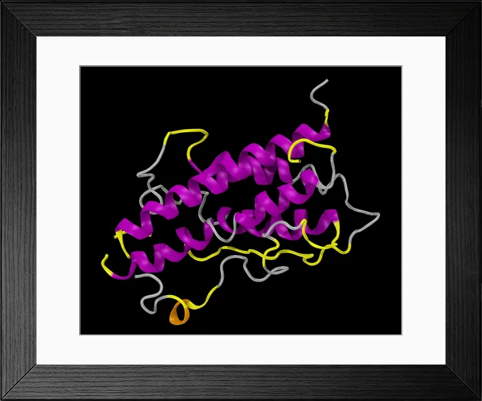 Framed Print : Model of Human Growth Hormone