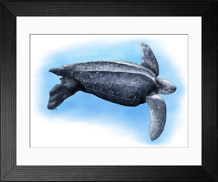 Framed Print : Leatherback Sea Turtle Framed Print : Leatherback Sea Turtle
