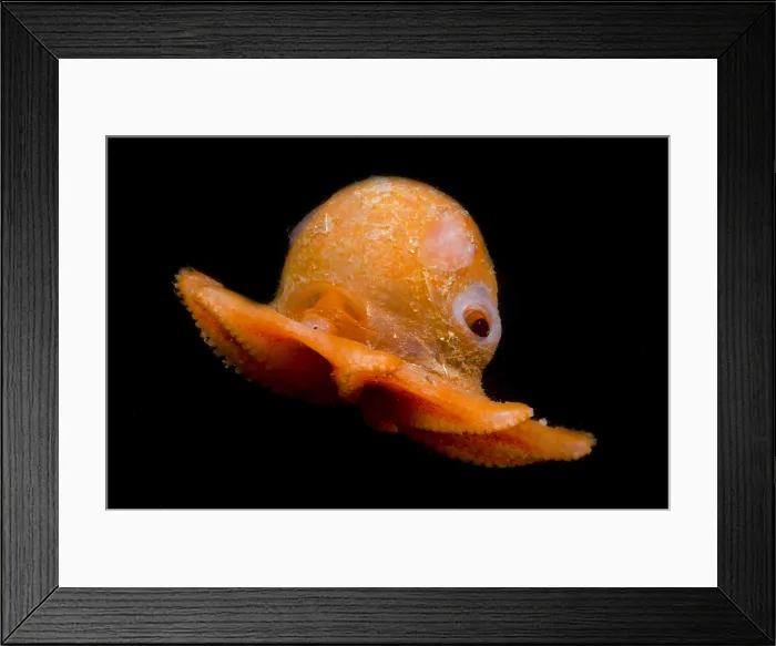 Framed Print : Flapjack Octopus Framed Print : Flapjack Octopus