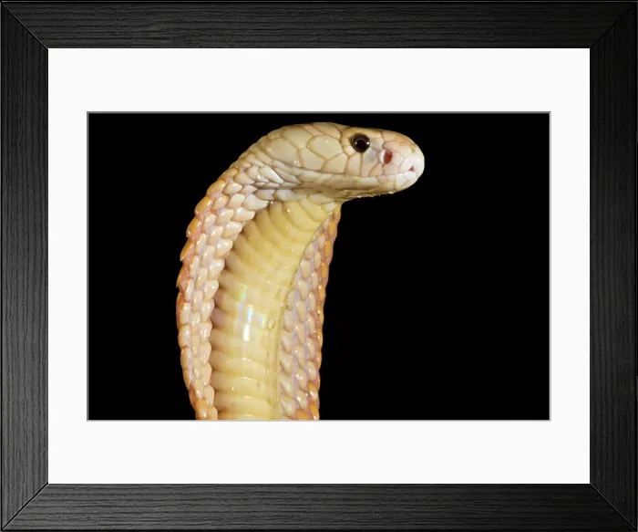 Framed Print : Sunset Morph Monacled Cobra (Naja kaouthia) Framed Print : Sunset Morph Monacled Cobra (Naja kaouthia)