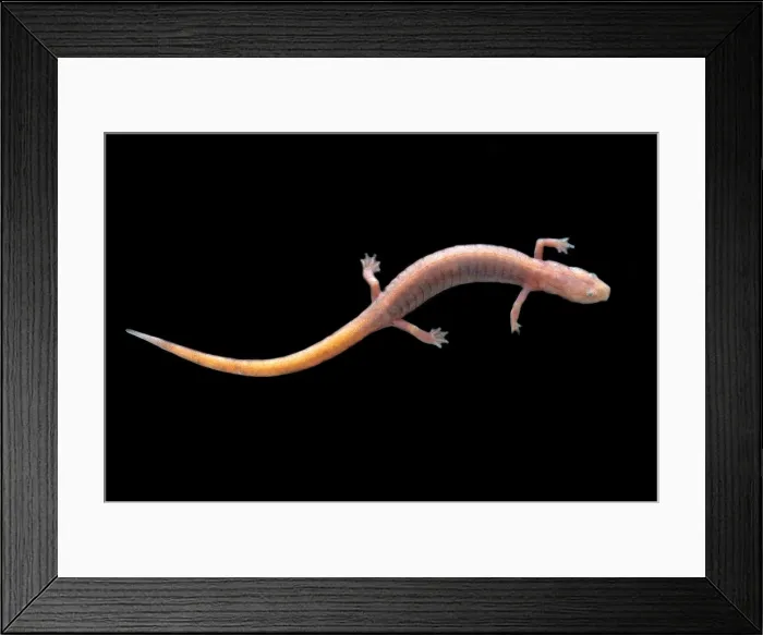 Framed Print : Ozark Blind Cave Salamander Framed Print : Ozark Blind Cave Salamander