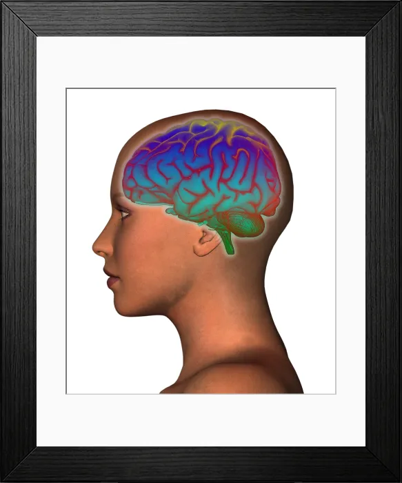 Framed Print : Brain and Woman's Head Framed Print : Brain and Woman's Head