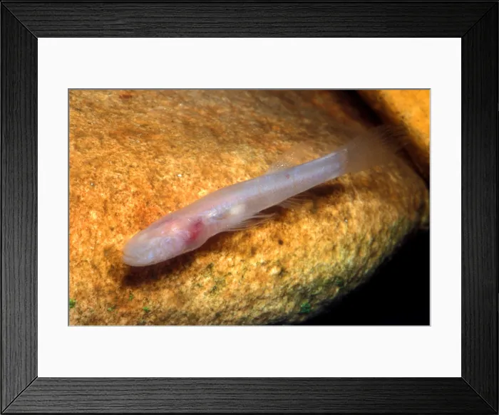Framed Print : Southern Cave Fish Framed Print : Southern Cave Fish