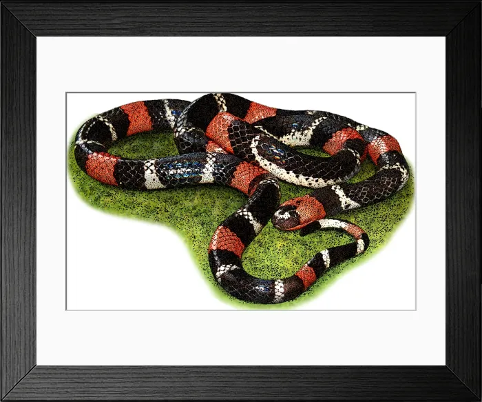 Framed Print : South American Coral Snake, Illustration Framed Print : South American Coral Snake, Illustration