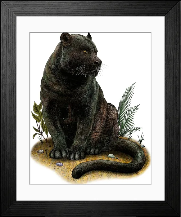 Framed Print : Black Panther