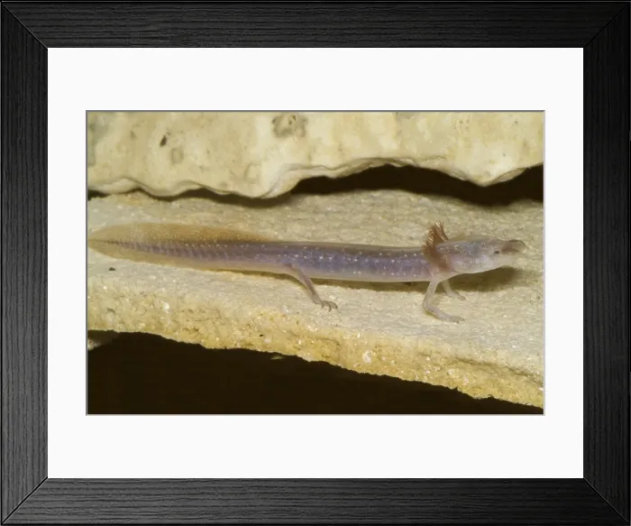 Framed Print : Austin Blind Salamander Framed Print : Austin Blind Salamander