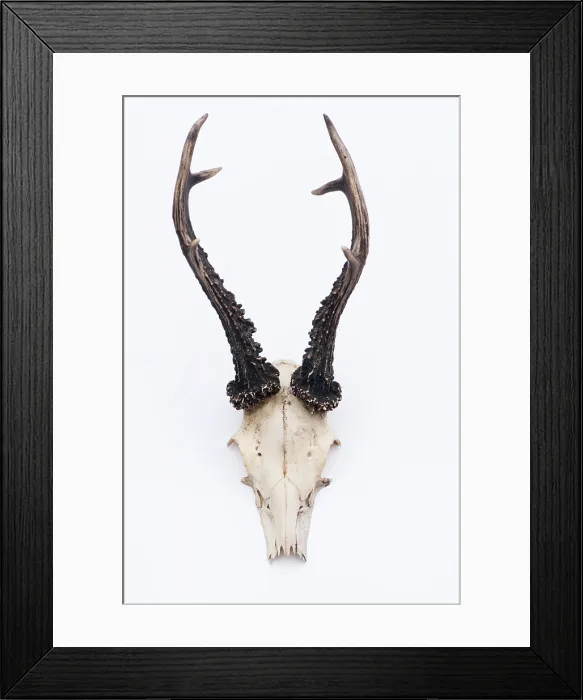 Framed Print : Male roe deer antlers Framed Print : Male roe deer antlers