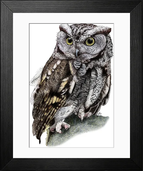 Framed Print : Western Screech Owl Framed Print : Western Screech Owl