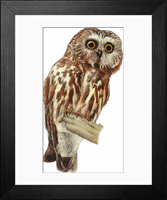 Framed Print : Northern Saw Whet Owl Framed Print : Northern Saw Whet Owl