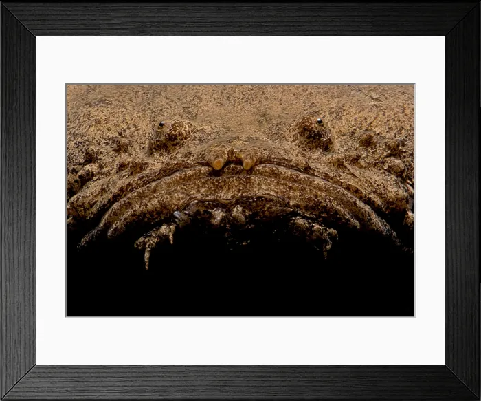 Framed Print : Monster Fish Framed Print : Monster Fish