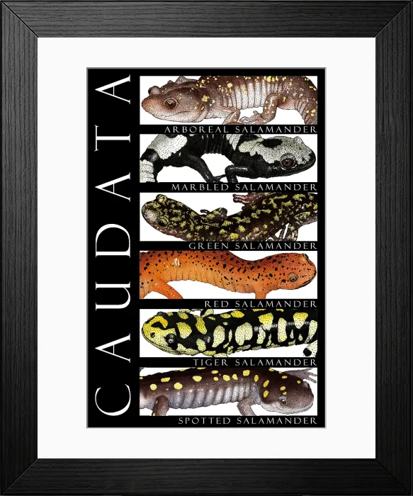 Framed Print : Salamanders, Poster Framed Print : Salamanders, Poster