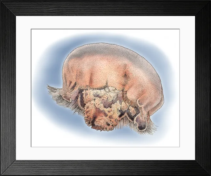 Framed Print : Moon Jellyfish Framed Print : Moon Jellyfish