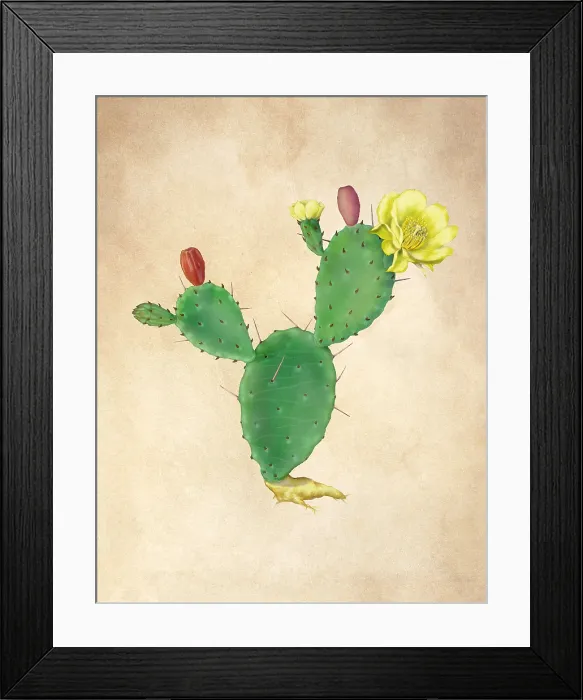 Framed Print : Devil's Tongue Prickly Pear Cactus