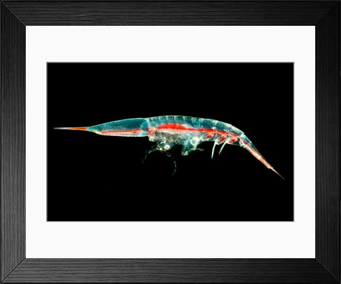 Framed Print : Streetsia Amphipod Framed Print : Streetsia Amphipod