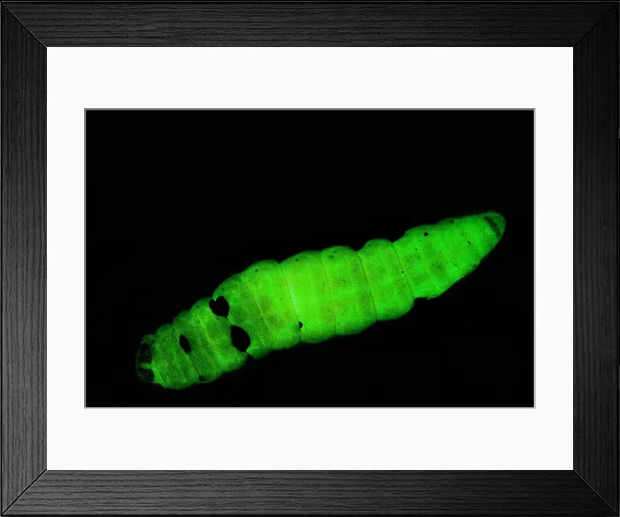 Framed Print : Dead Moth Grub Framed Print : Dead Moth Grub