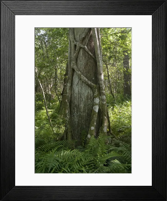 Framed Print : Strangler Fig and Cypress Tree, Florida