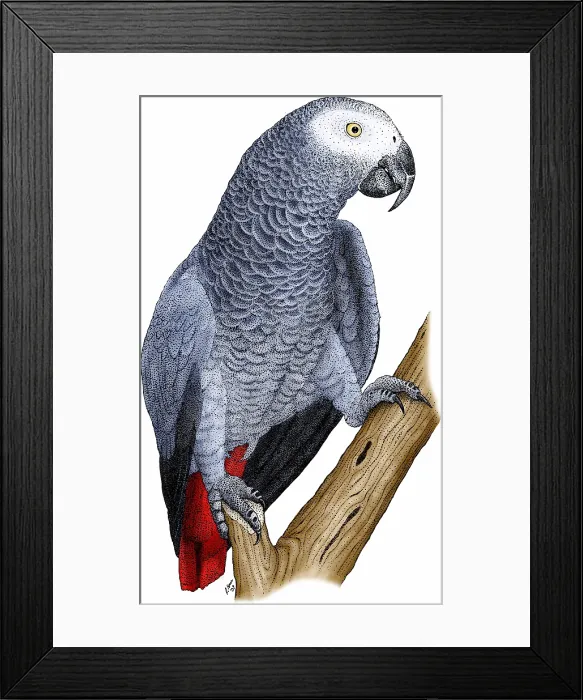 Framed Print : African Grey Parrot