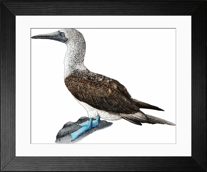 Framed Print : Blue-footed booby Framed Print : Blue-footed booby