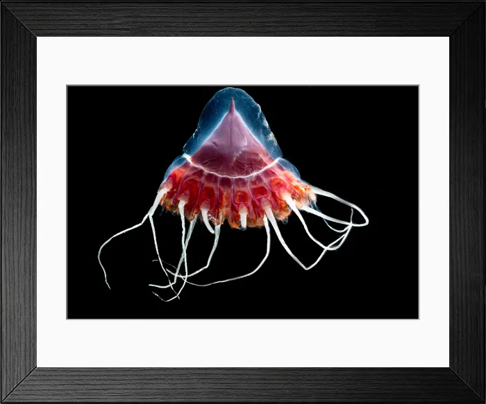 Framed Print : Helmet Jellyfish Framed Print : Helmet Jellyfish