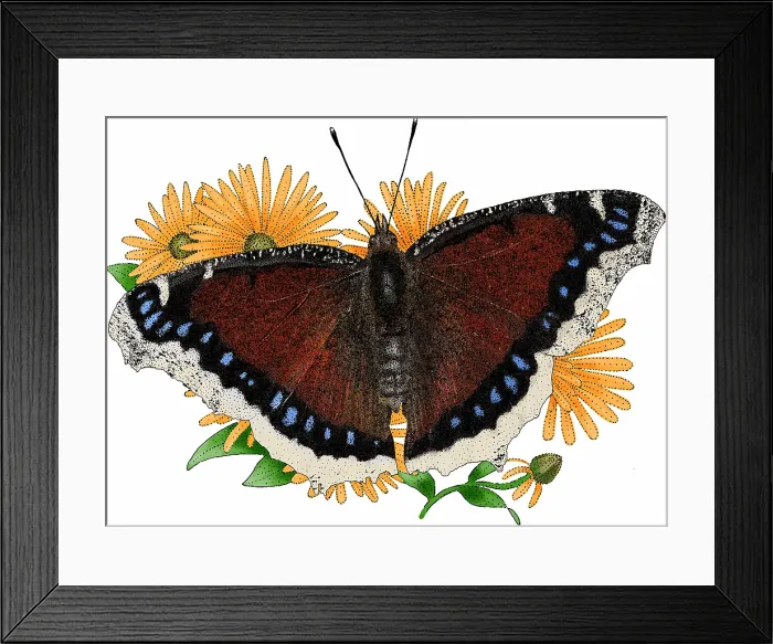 Framed Print : Mourning Cloak Butterfly