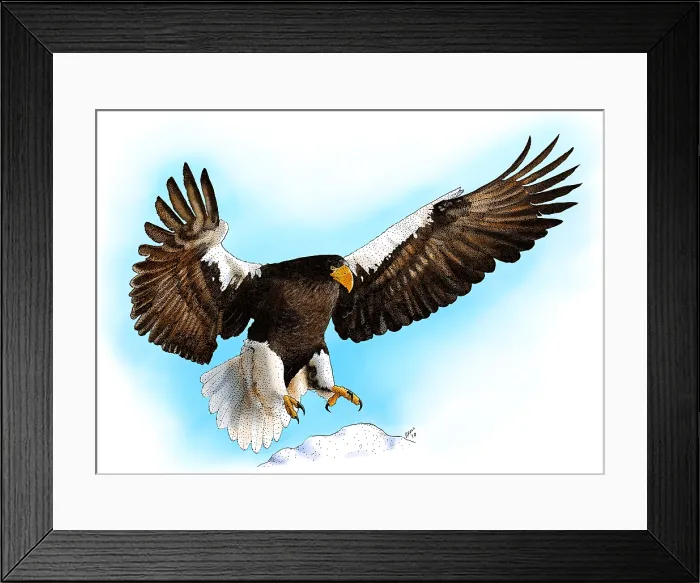 Framed Print : Stellar's Sea Eagle Framed Print : Stellar's Sea Eagle