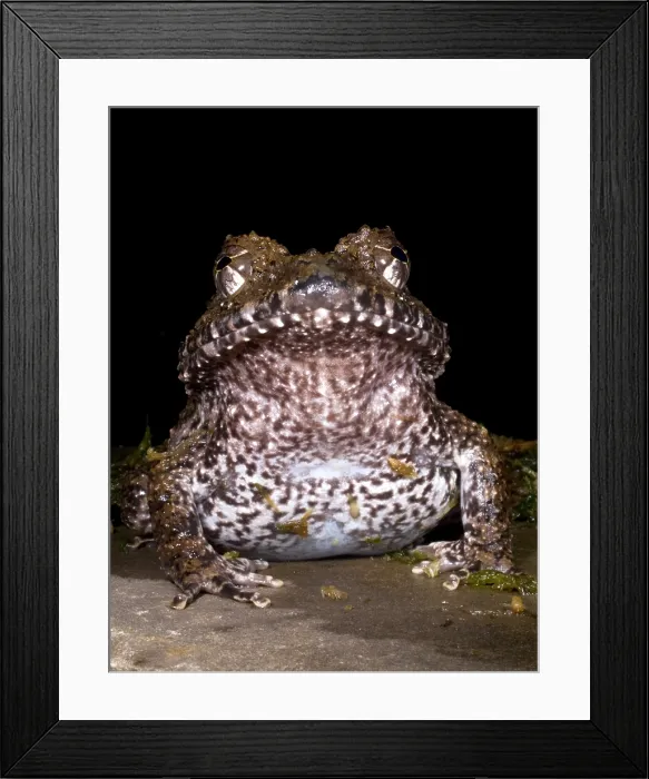 Framed Print : Rusty Robber Frog Framed Print : Rusty Robber Frog
