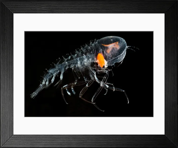 Framed Print : Giant Amphipod (Cystisoma sp.) Framed Print : Giant Amphipod (Cystisoma sp.)
